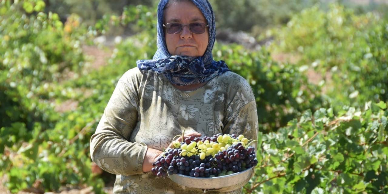 Uşak’ta Bağ Bozumu Başladı
