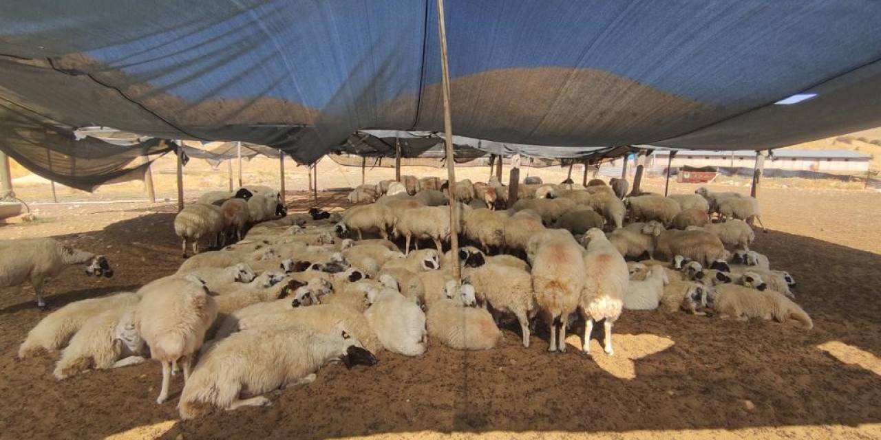 Elazığ’da Çiftçiler 40 Bin Lira Maaşa Çoban Bulunmuyor