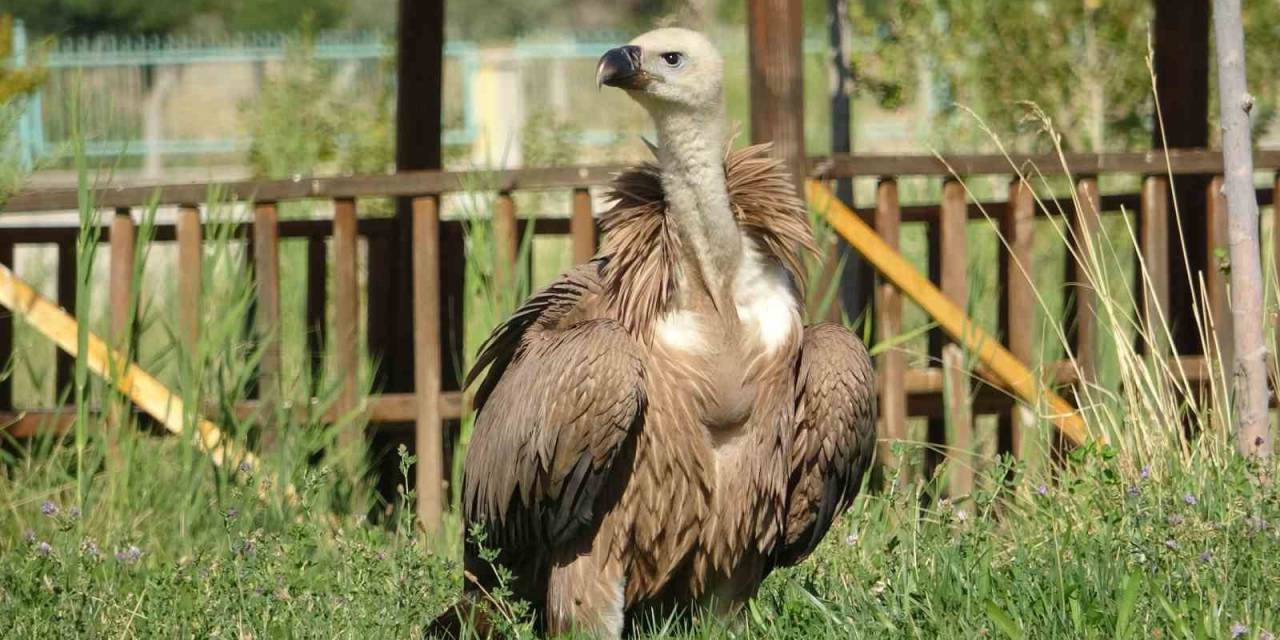 Nesli Tehlikede Olan Kızıl Akbaba Tedavi Altına Alındı
