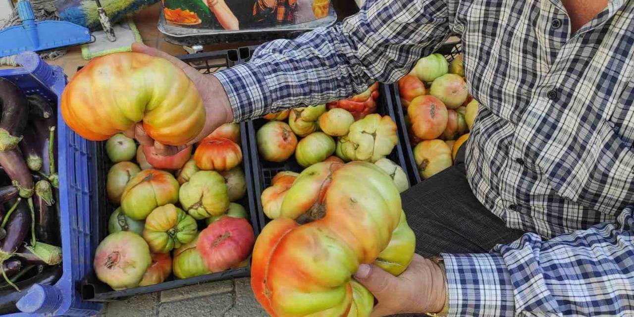 Batman’da Yetişen Dev Köy Domatesini Görenler Şaşkınlığını Gizleyemiyor