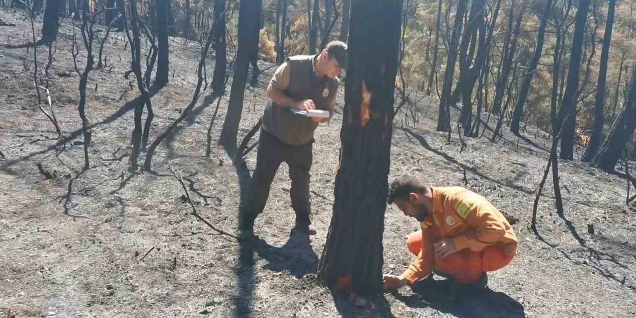 Yanan 25 Hektarlık Ormandaki Ağaçlar Tek Tek Kontrol Ediliyor