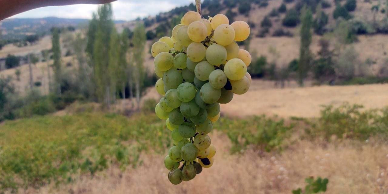 Yozgat’ta Bağ Bozumu Başladı