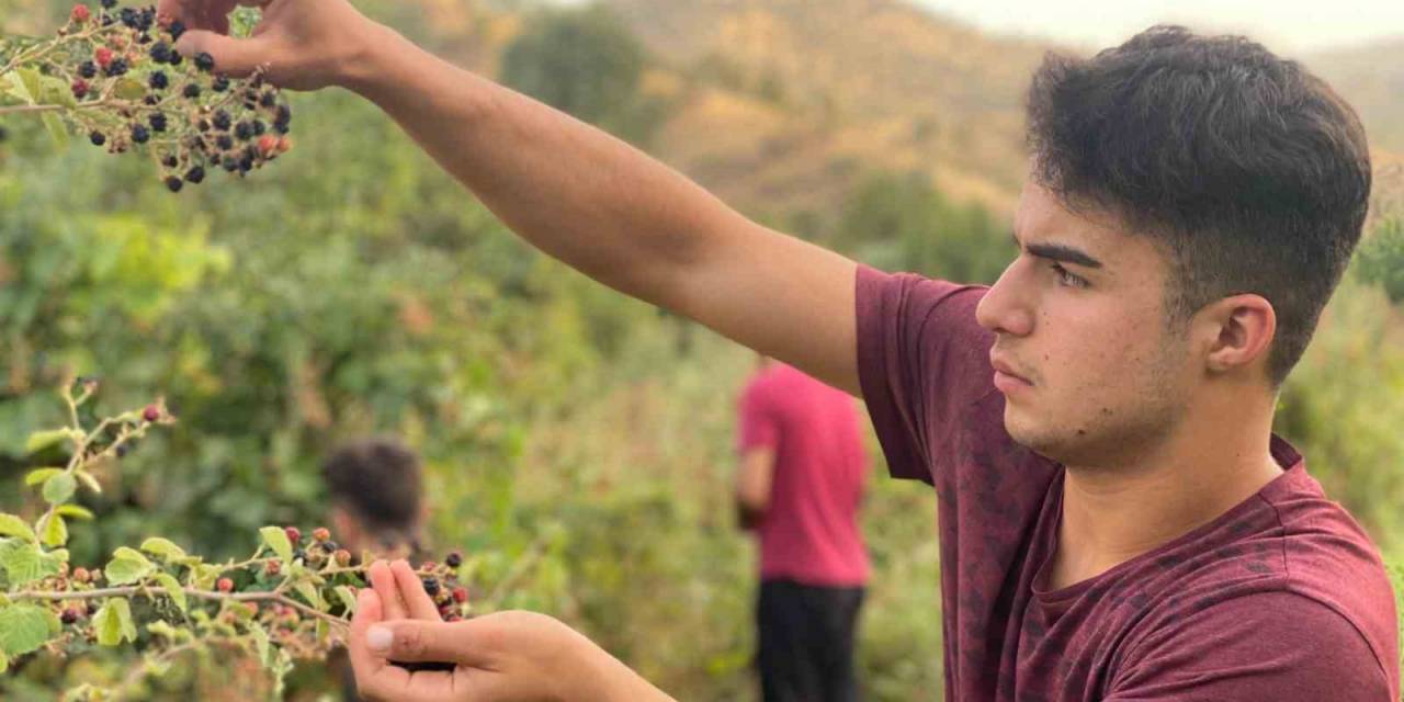 Derecik’te Böğürtlen Toplama Sezonu Başladı