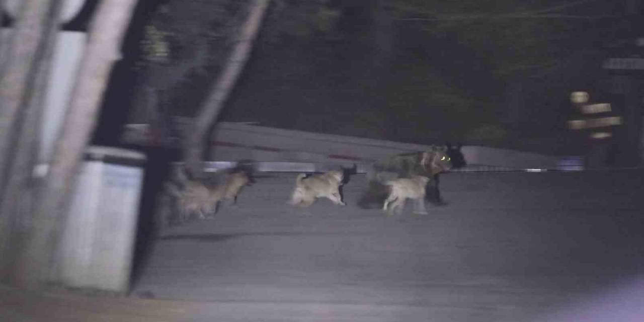 Başıboş Köpeklerin Ayıya Saldırdığı Anlar Kamerada