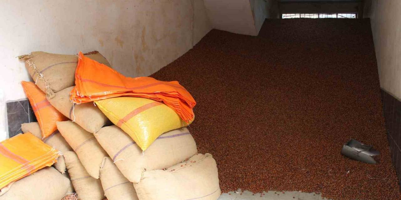 Serbest Piyasada Fındık 100 Tl’ye Ulaştı