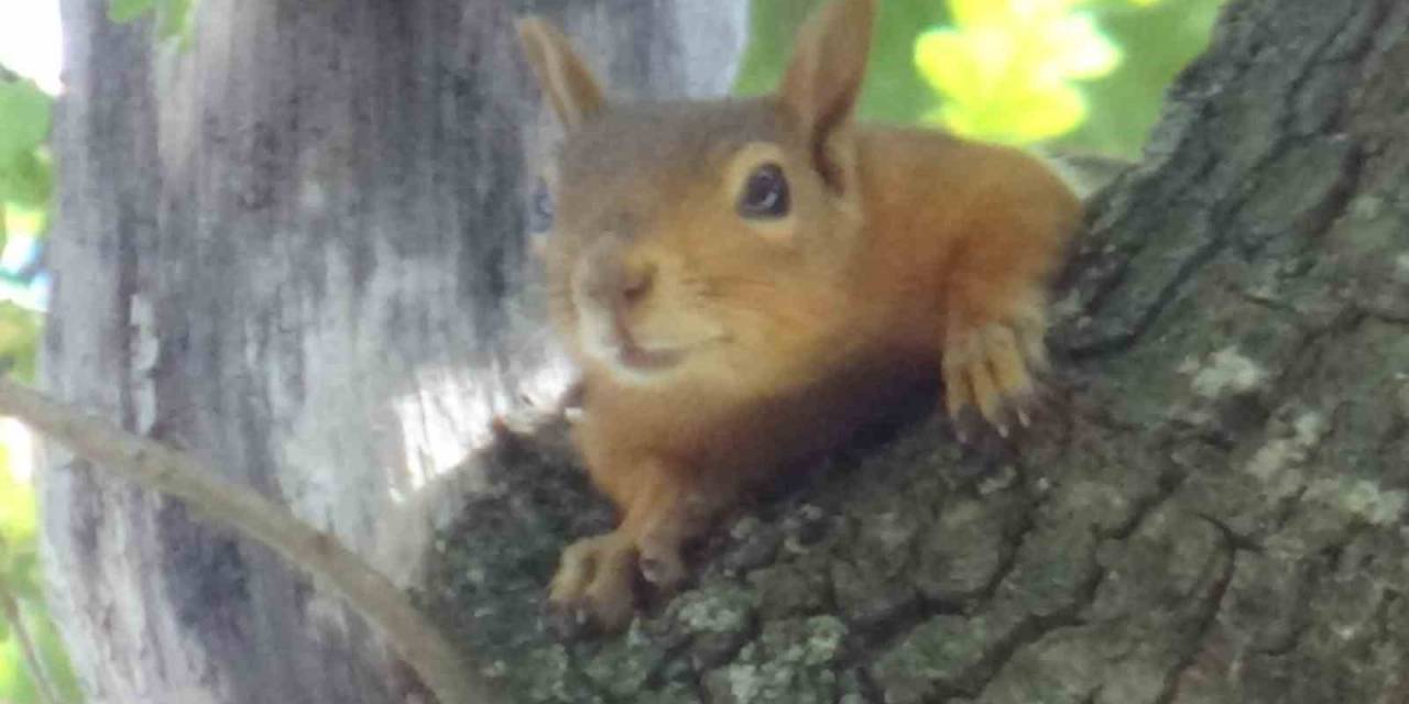 Sincaplar Orman İşletmesinin Maskotu Oldu