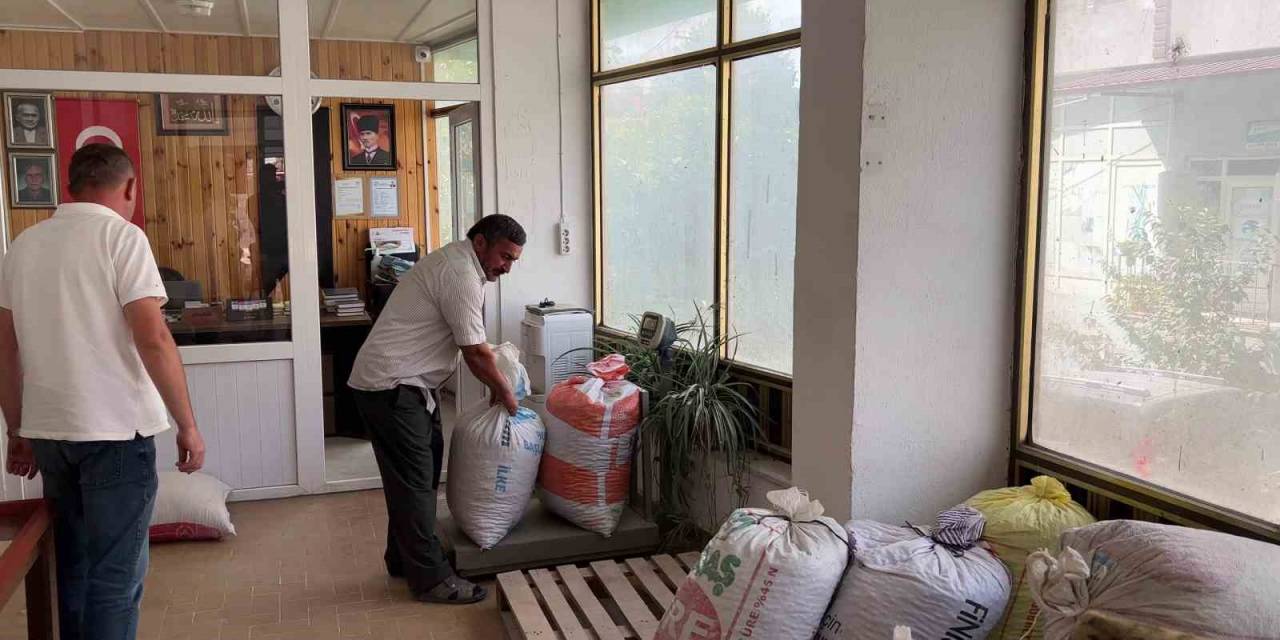 Rekolte Düşüklüğü Fındık Fiyatlarını Yükseltti