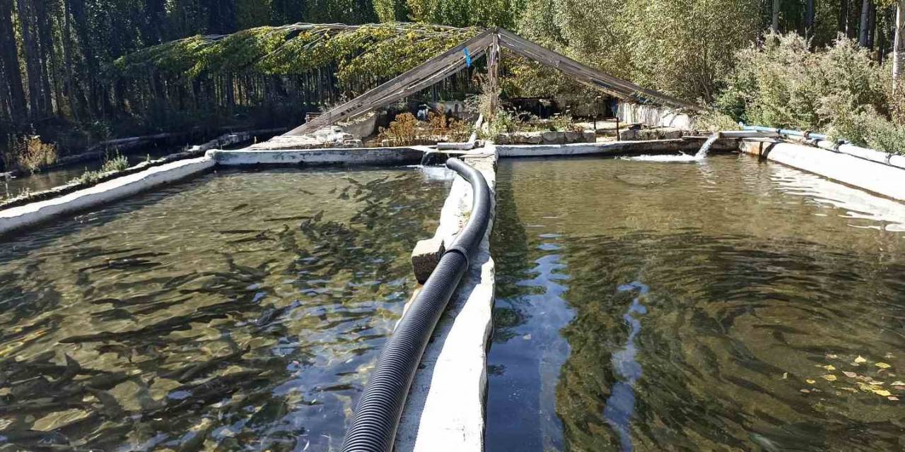 Deniz Olmayan Sivas’ta Balık Sağımı Başladı