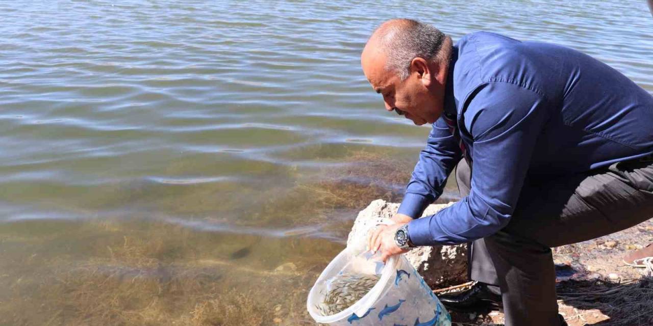 Sivas’ta 1 Milyon Adet Yavru Balık Göllere Bırakıldı