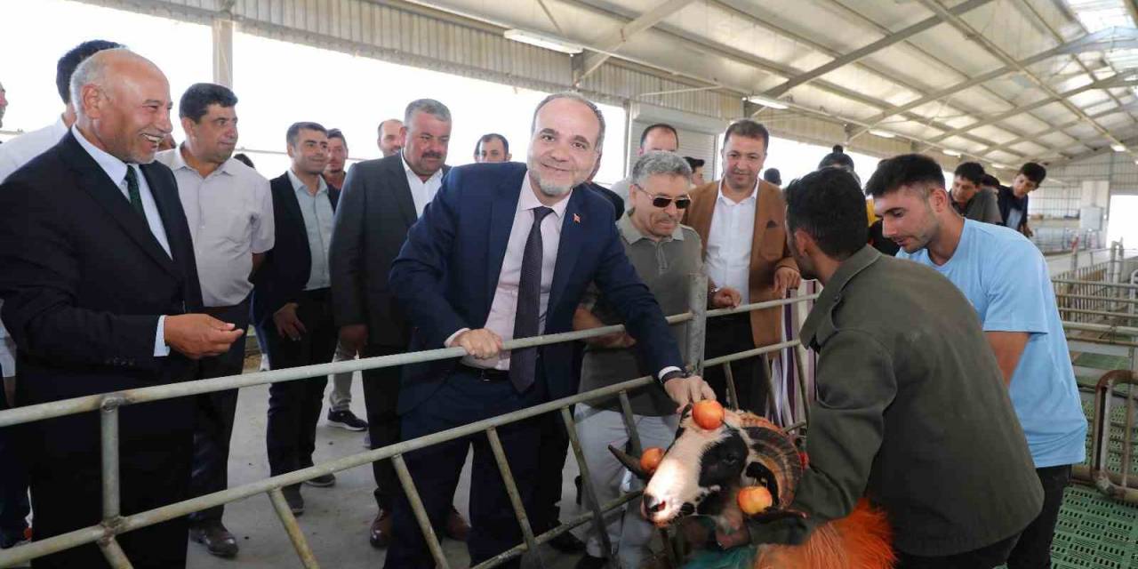 Rengarenk Boyandılar, Koyunların Arasına Salındılar