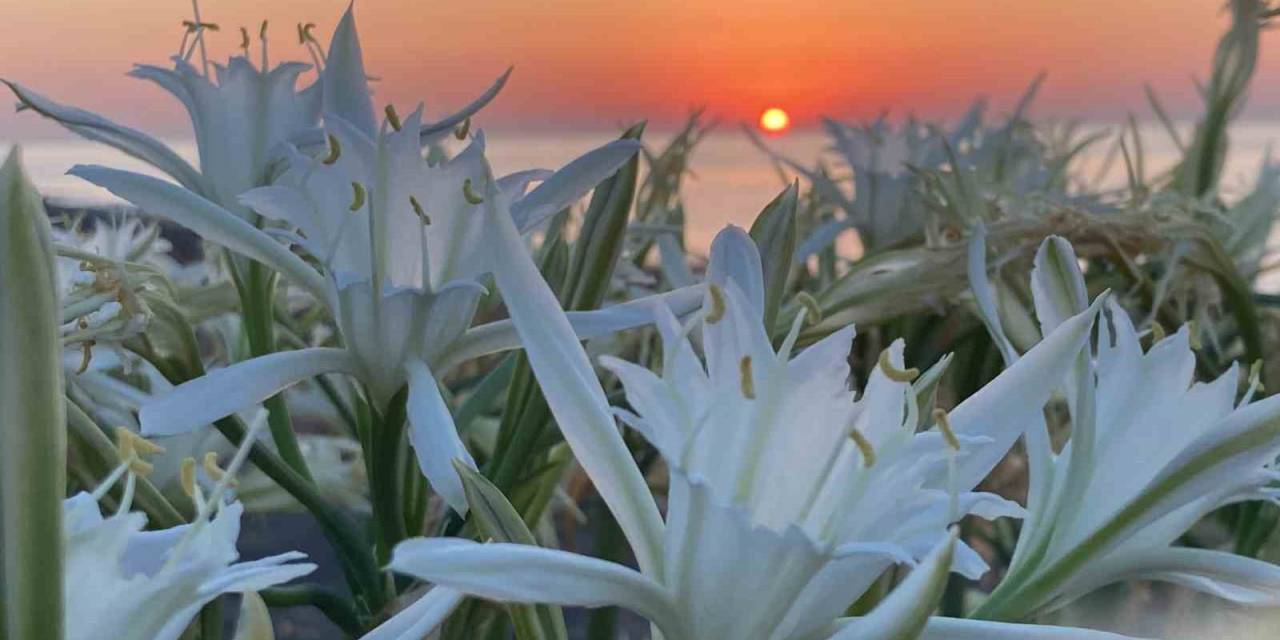 Cezası 244 Bin Tl: Çiçek Açan Kum Zambaklarını Sakın Koparmayın