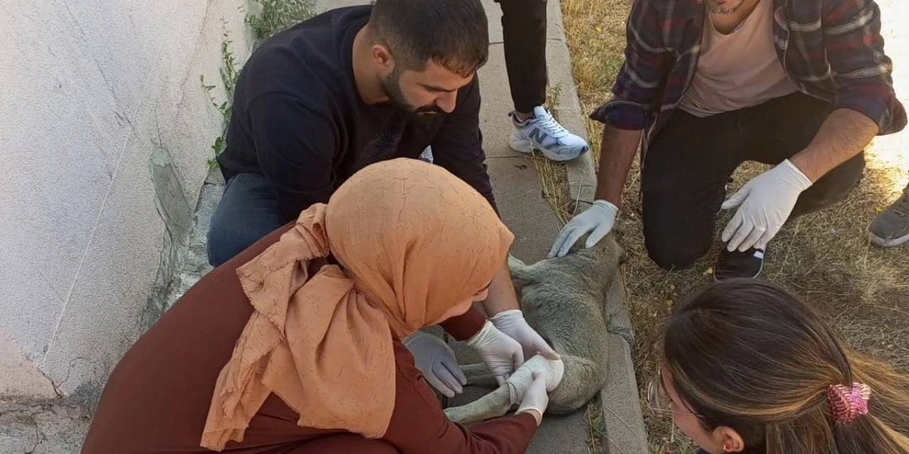 Yavru Köpeği Tedavi Eden Sağlık Çalışanlarına Başarı Belgesi Verildi