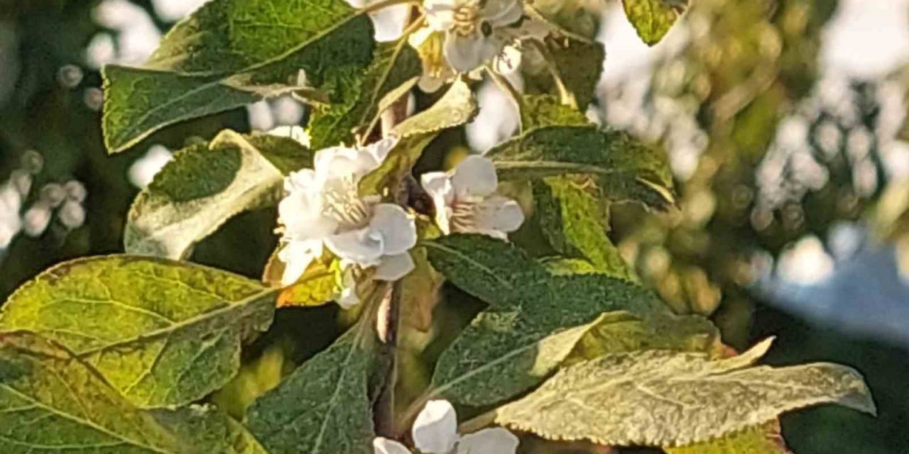 Çiçek Açan Erik Ağacı Şaşırttı