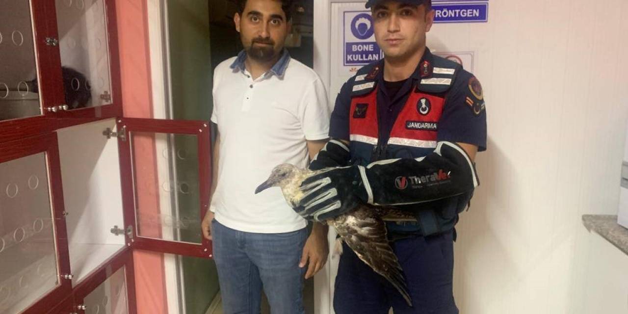 Jandarmadan Yaralı Martıya Şefkat Eli