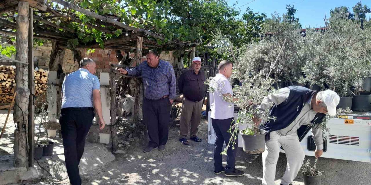 Edremit’ten, Çanakkale Yangınında Etkilenen Köylere 250 Zeytin Fidanı Gönderildi
