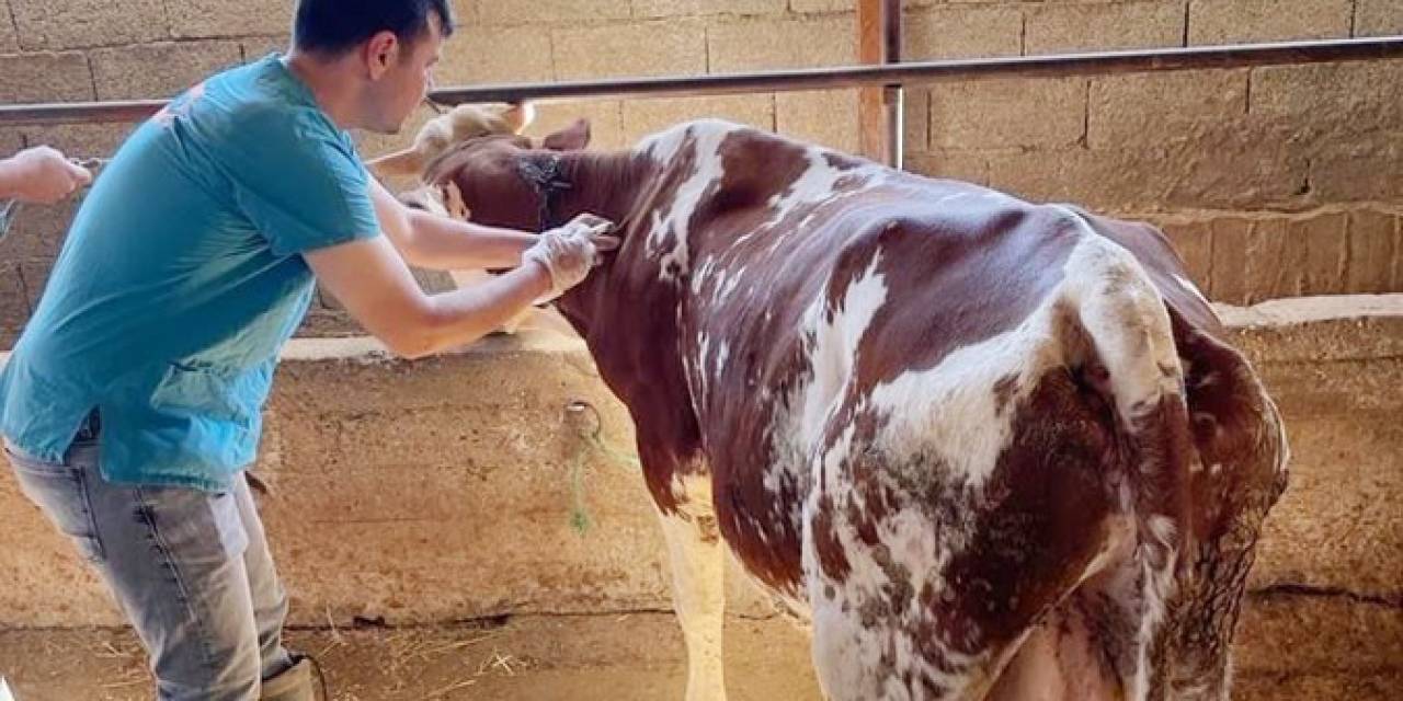 Gazipaşa’da Şap Aşısı Yapılmaya Başlandı