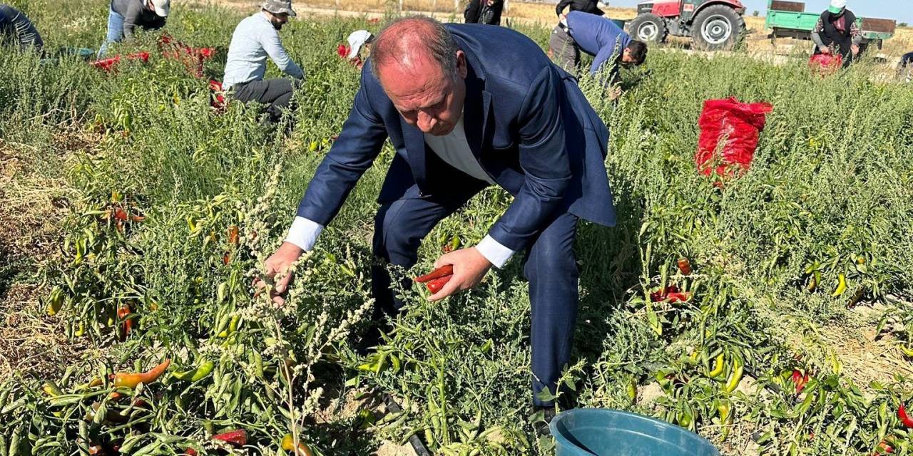 Ereğli Belediyesi Salçalık Biber Dağıttı