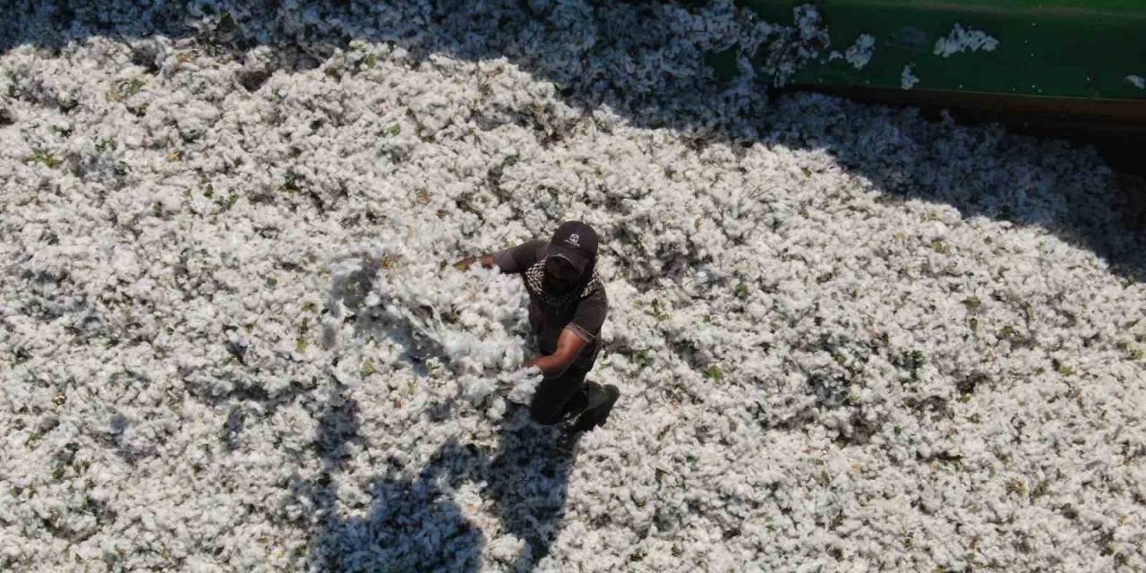 Enkaz Kentin Bereketli Topraklarında ’beyaz Altın’ Hasadı Başladı