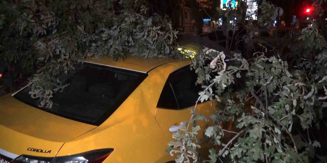 193 Yıllık Ağaç Taksi Durağına Devrildi, 2 Taksi Ağacın Altında Kaldı