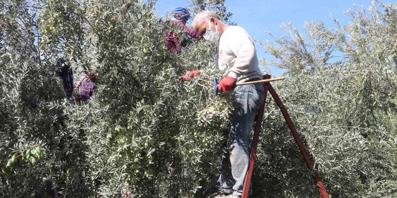 Mut’ta Zeytin Hasadı Başladı