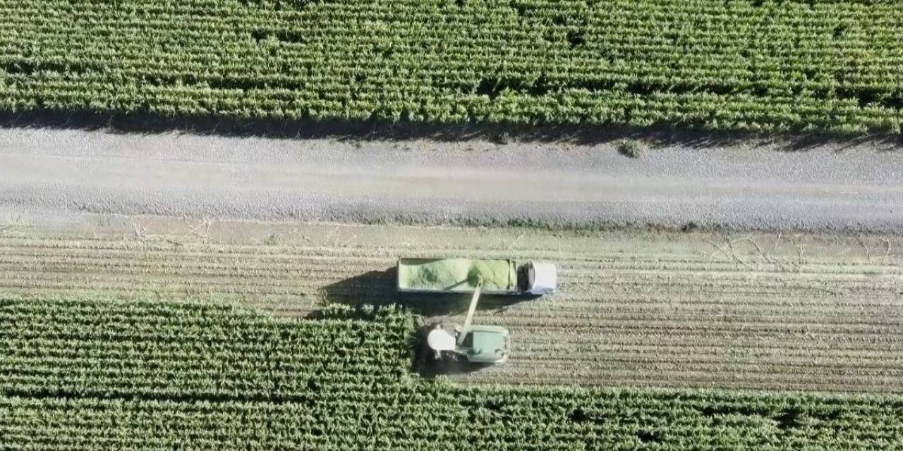 Muş’ta Silajlık Mısır Hasadına Başlandı