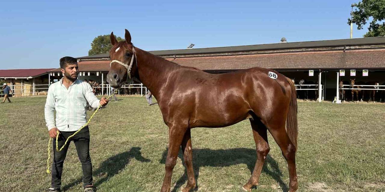 Milyonluk Taylar Görücüye Çıkmaya Hazırlanıyor