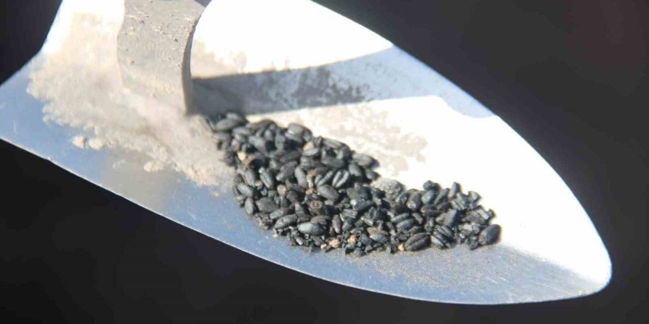 Bu Buğday Taneleri Tarihe Işık Tutacak