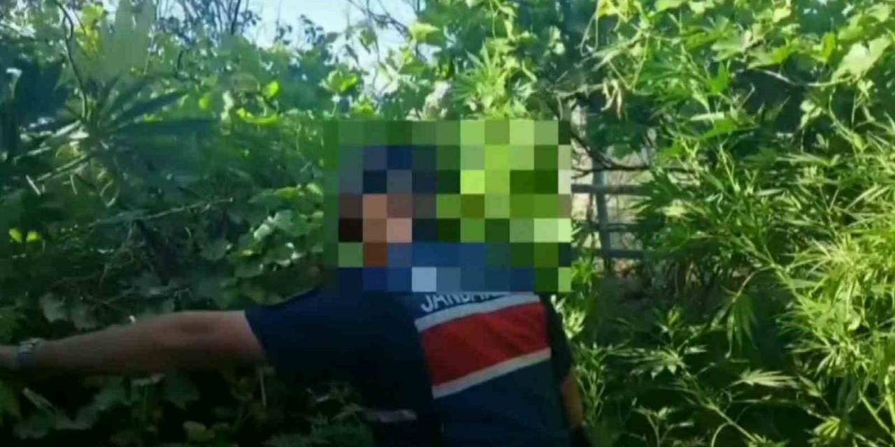 Aksaray Jandarmadan Kenevir Operasyonu