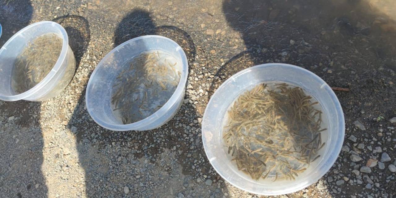 Yavru Siraz Balıkları Baraj Gölüne Bırakıldı