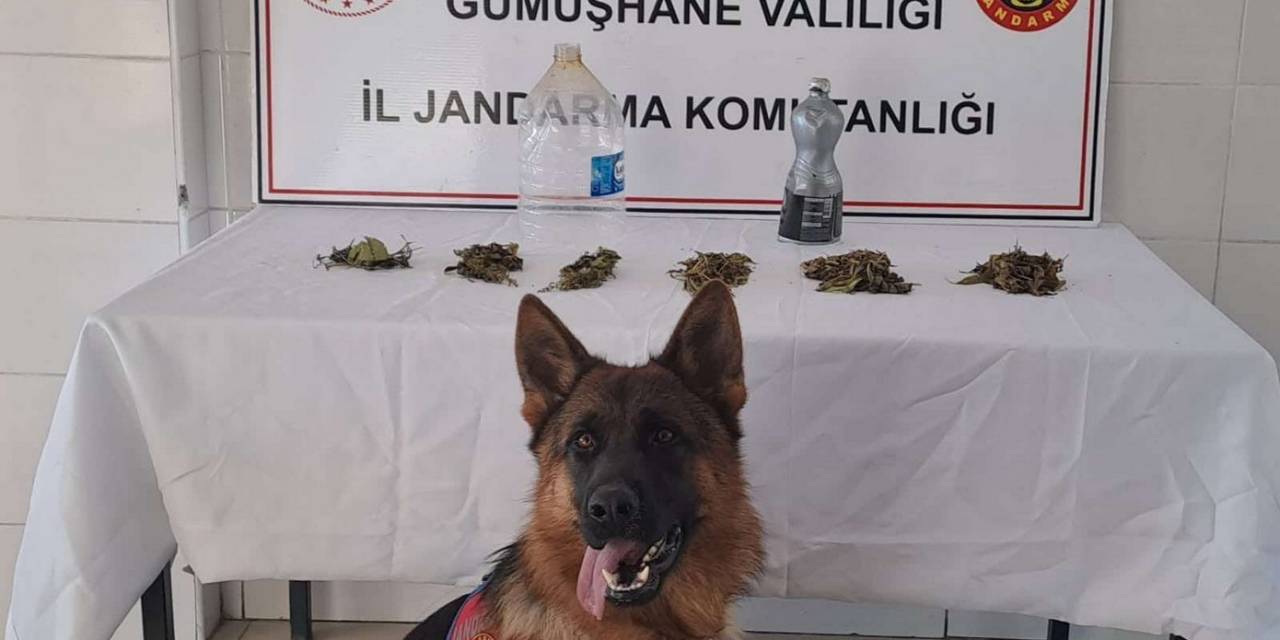 Jandarma’dan Şiran’da Uyuşturucu Operasyonu