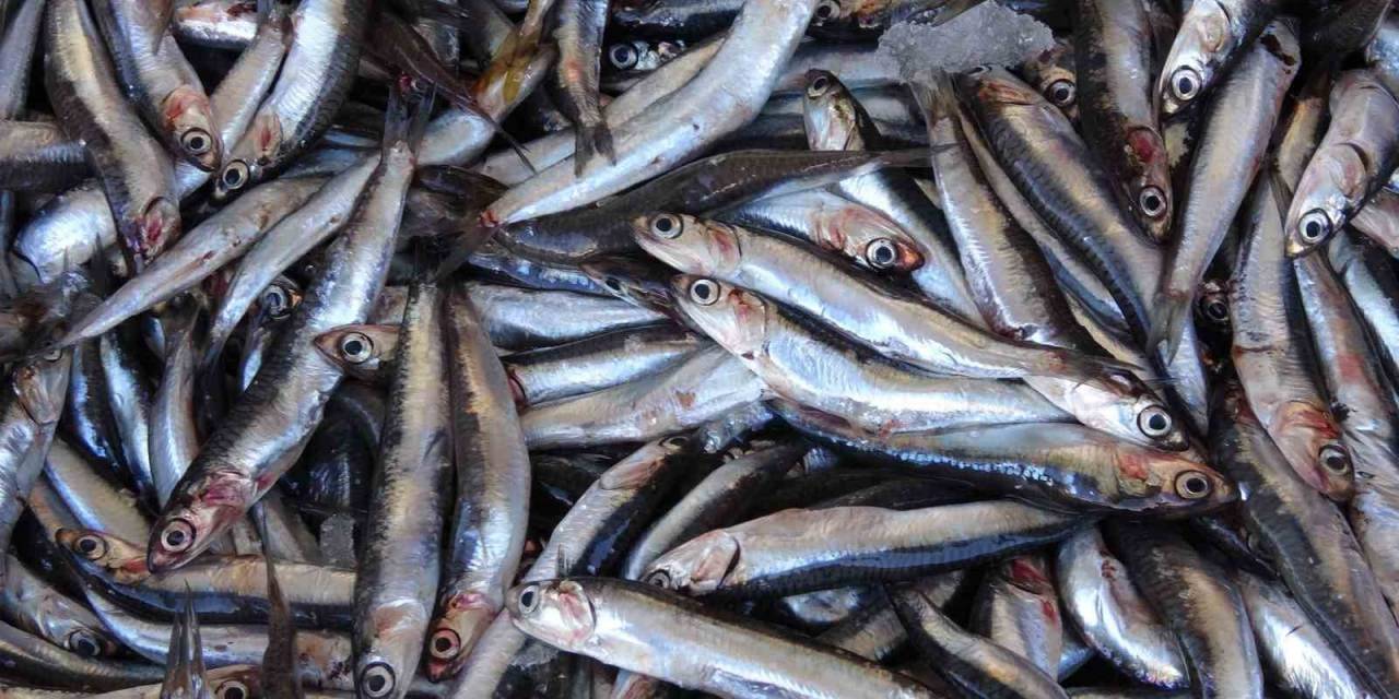 Balık Sezonu Açıldı, Kırmızı Ete Olan İlgi Azaldı