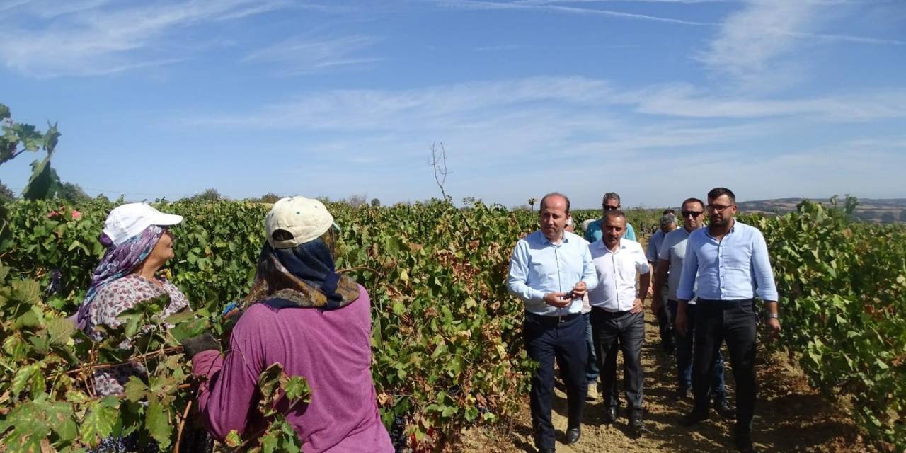 Tekirdağ’da Üzümde Rekolte Kaybı Yaşandı