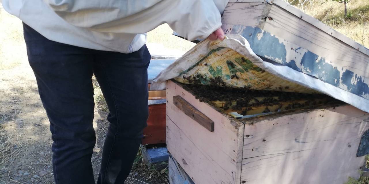 Bayburt’ta Arılı Kovan Desteklemeleri
