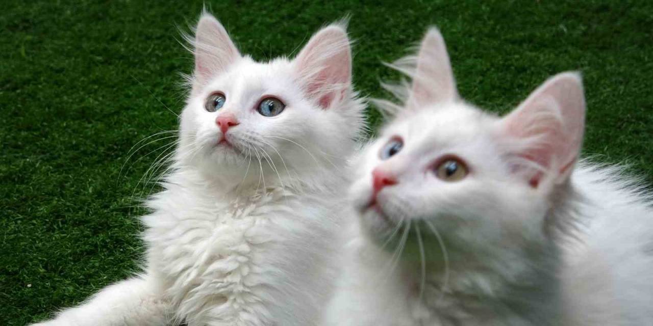 Van Kedilerine 250 Bin Ziyaretçi