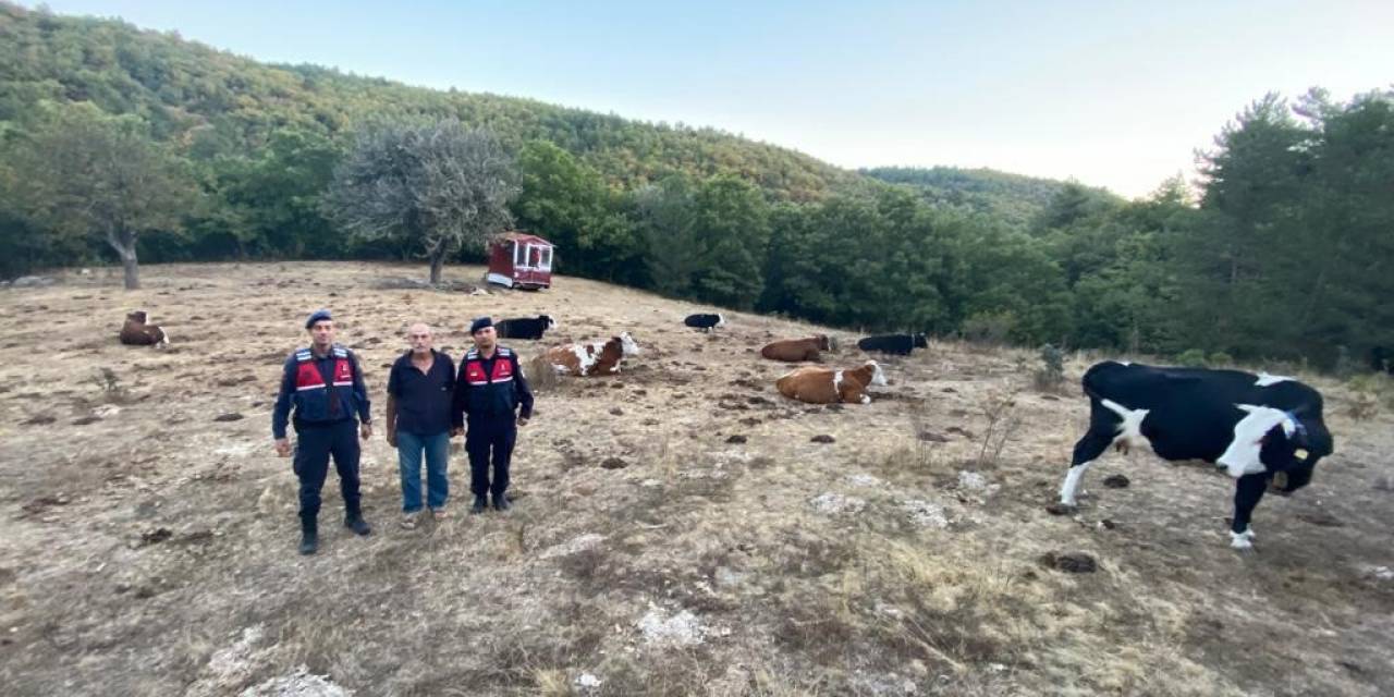 Kayıp 15 Büyükbaş Jandarma Tarafından Sahiplerine Teslim Edildi