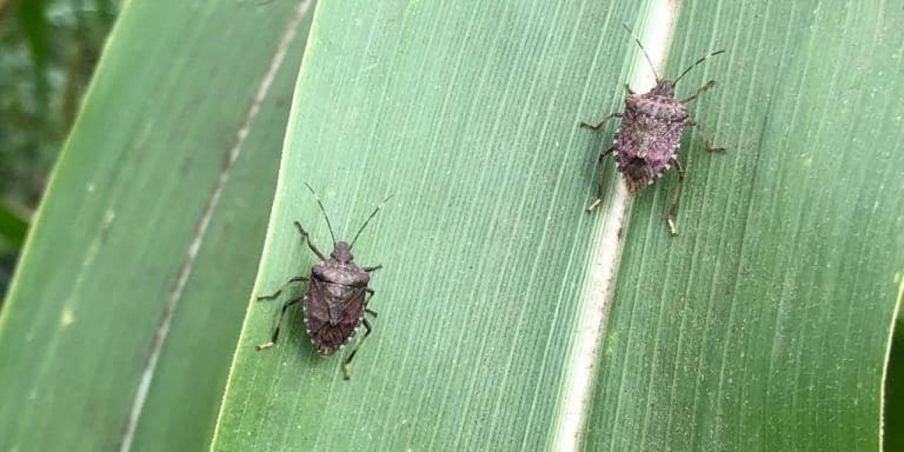 Tarım Arazilerinde ‘Kokarca’ Tehlikesi