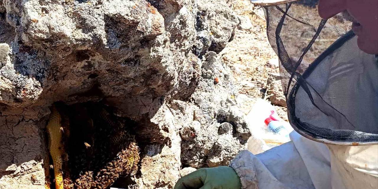Dedesinden Öğrendiği Yöntemle Balı ’taş’tan Çıkarıyor