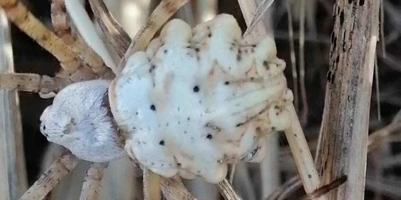 Bu Kez Sivas’ta Ortaya Çıktı