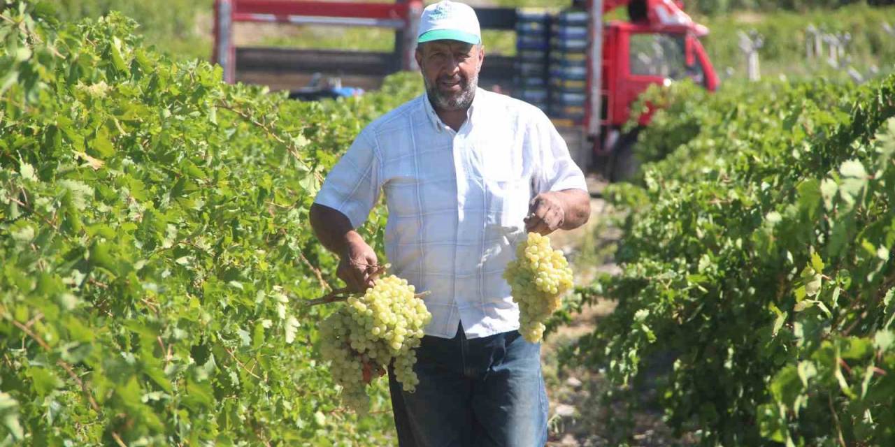 Elazığ’da 120 Bin Dönümde Üzüm Hasadı Başladı