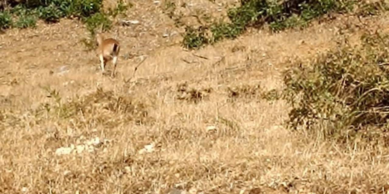 Sarım Çayında Yaban Keçileri Görüntülendi