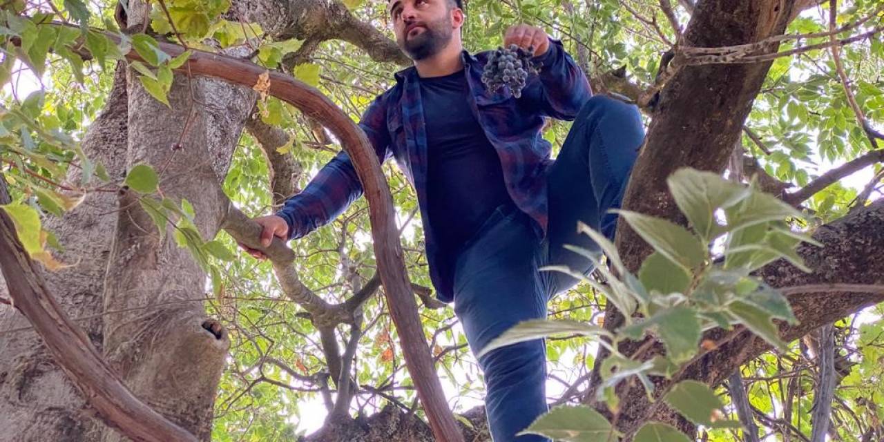 Asırlık Üzüm Ağacı Verimi Şaşırtıyor