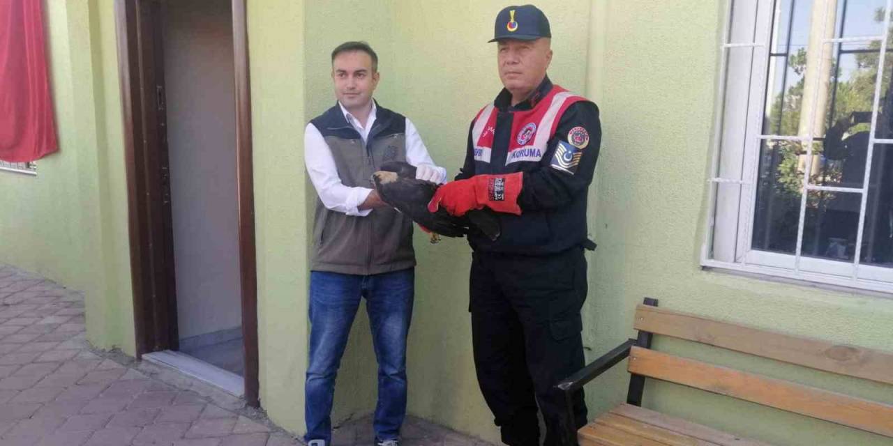 Bitkin Bulunan Saz Delicesi Bakıma Alındı