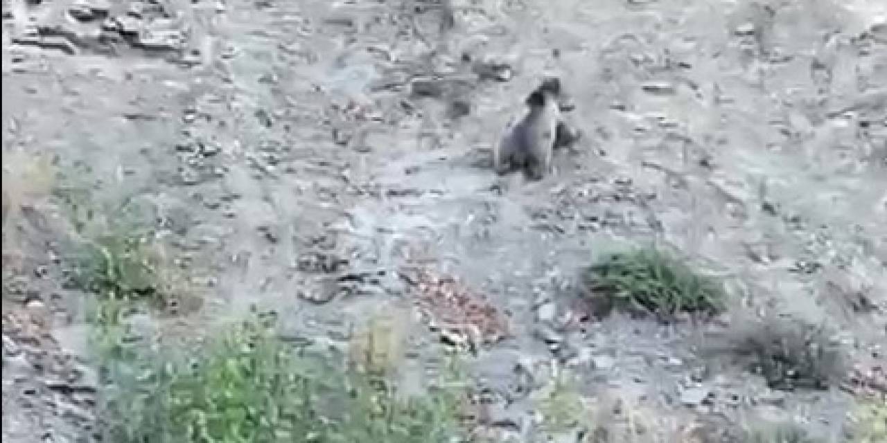 Kastamonu’da Yollara Çıkan Ayılar Kamerada