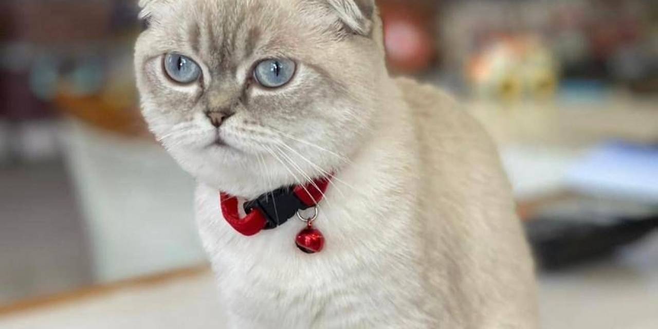 Kuryenin Vurulduğu Çatışmanın Arkasından "Çalıntı Kedi" Çıktı
