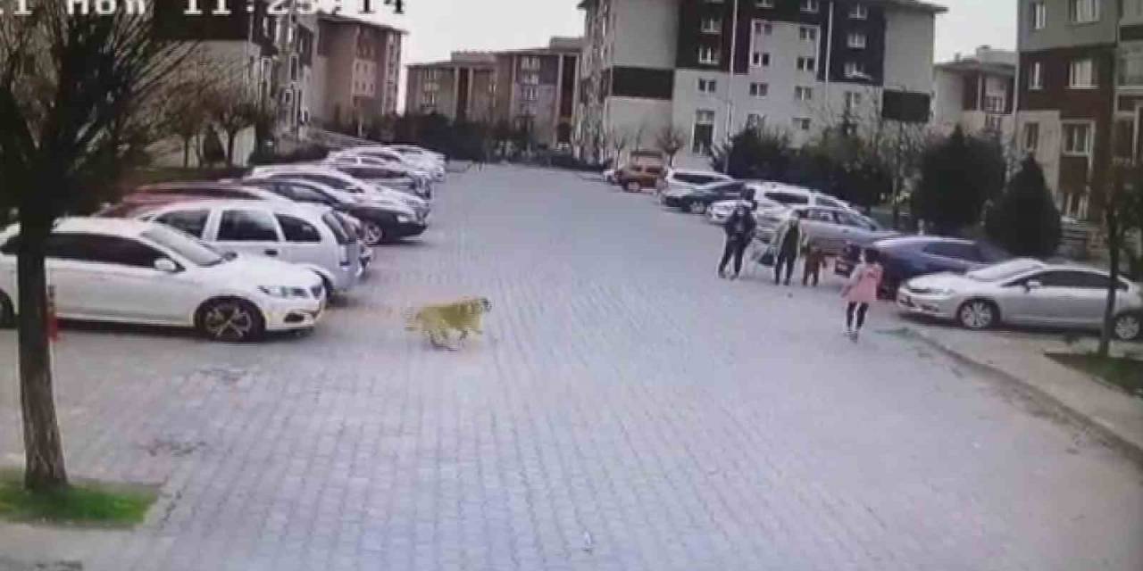 Başıboş Köpekler Mahalle Sakinlerini Perişan Etti