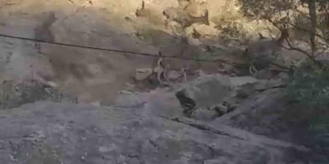 Yüksekova’da Sürü Halinde Dağ Keçisi Görüntülendi