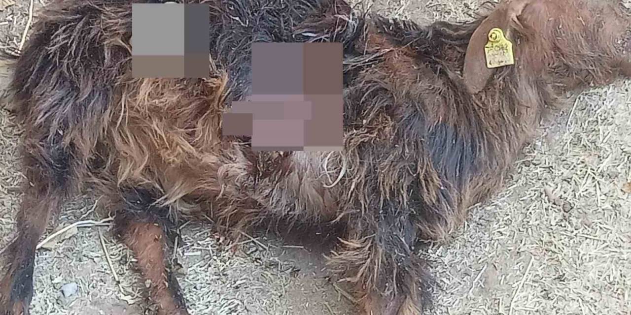 Tunceli’de Aç Kalan Ayılar, Hayvanlara Zarar Vermeye Başladı