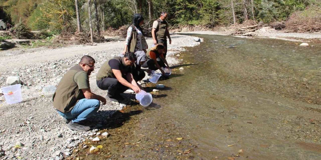 Kırmızı Benekli Alabalıklar Suya Salındı