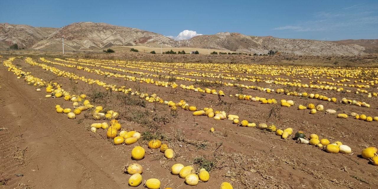 İlk Defa Ekti, Tonlarca Elde Etti