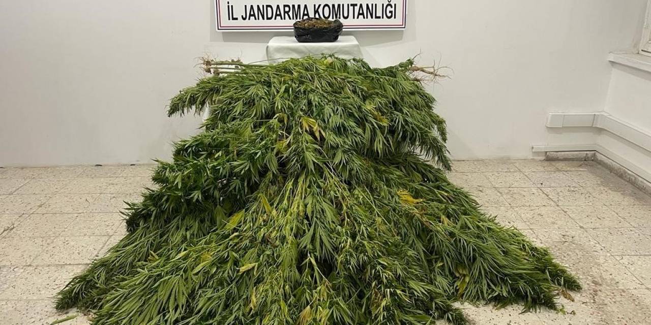 Jandarmadan Kenevir Ve Esrar Operasyonu